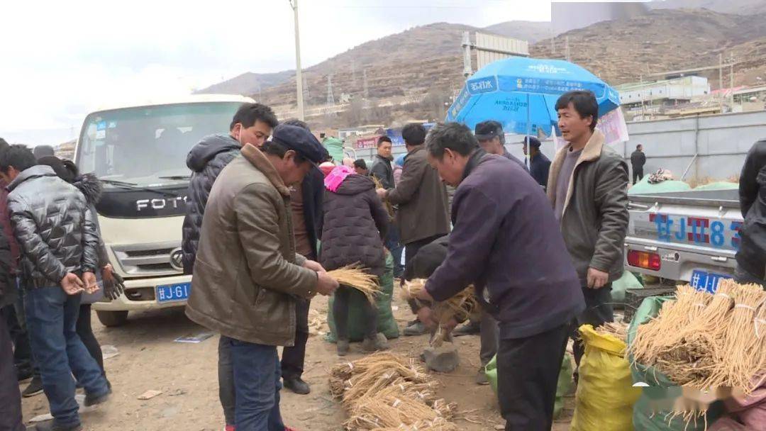 岷县中药材种苗大量上市交易进入旺季
