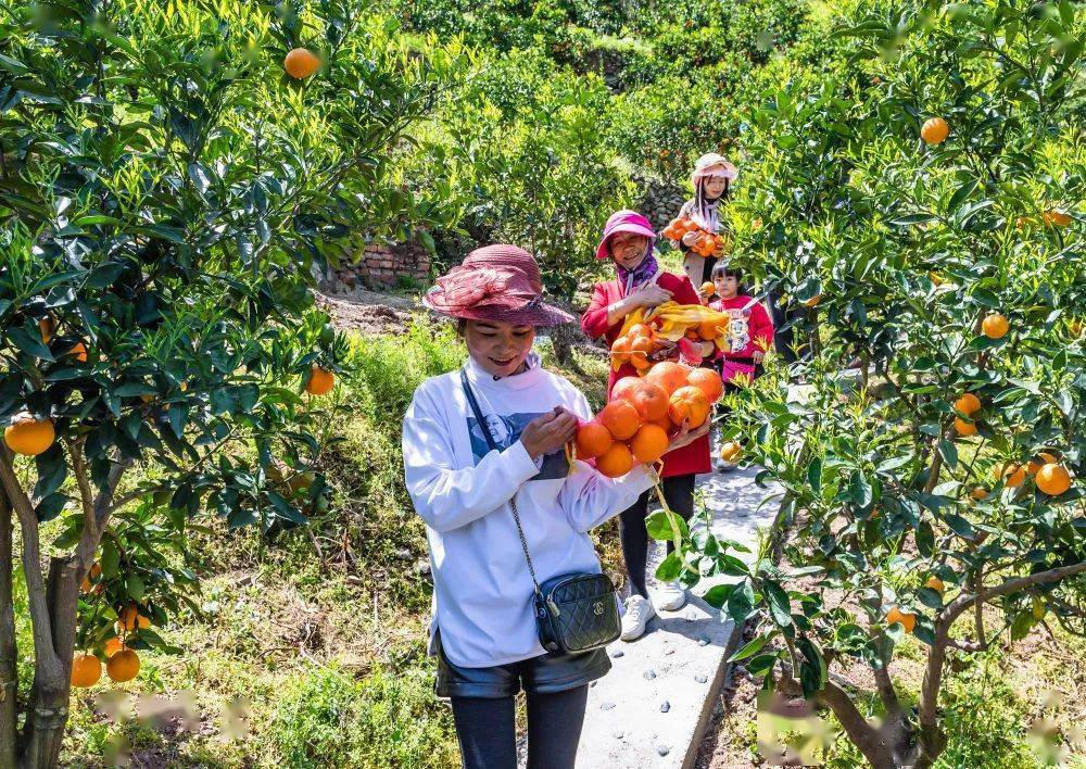 目前,该县春季脐橙种植面积已突破10万亩