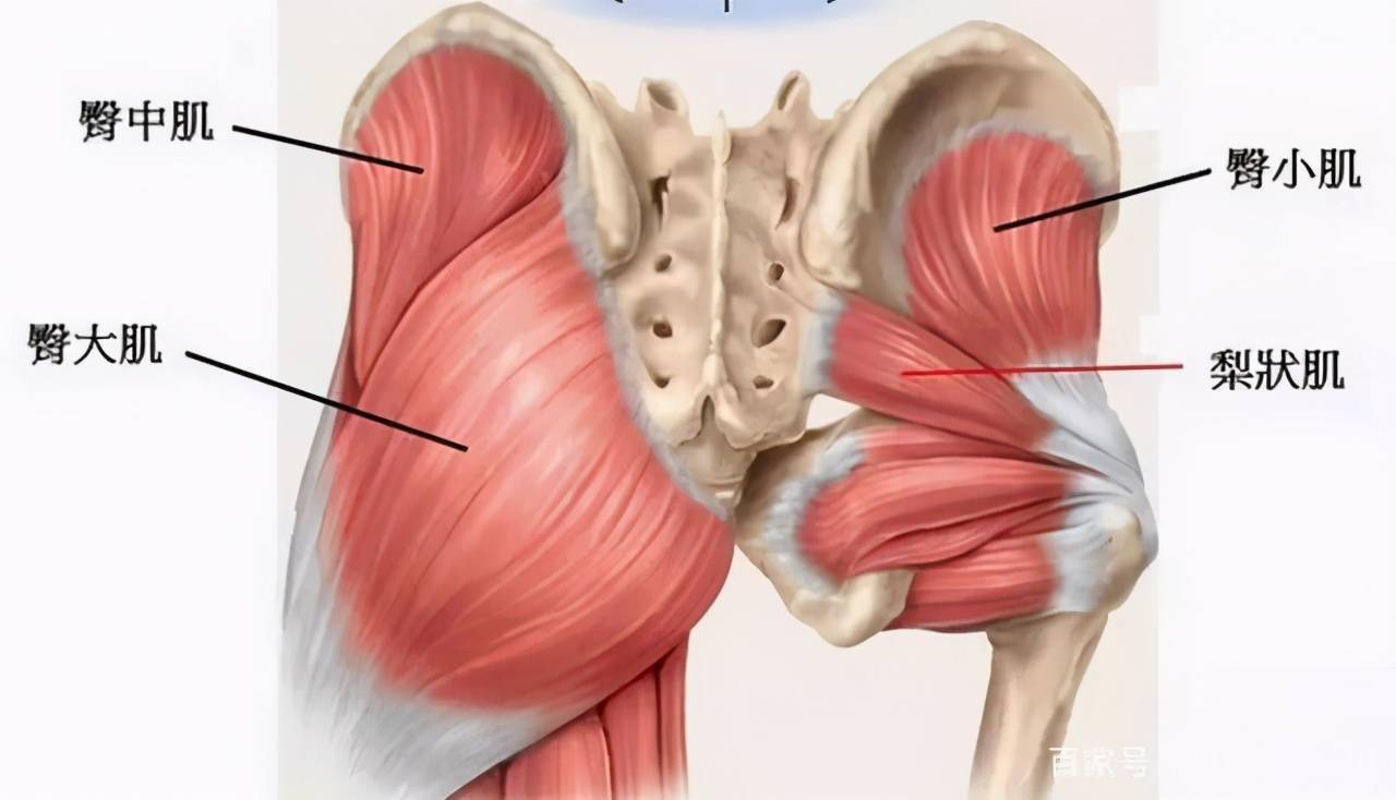 臀大肌是我们臀部肌肉中体积最大,也是最发达的一块肌肉,臀中肌和臀小