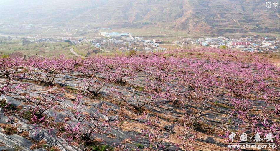 新天水-2021年甘肃·秦安桃花会将于4月10日左右开园