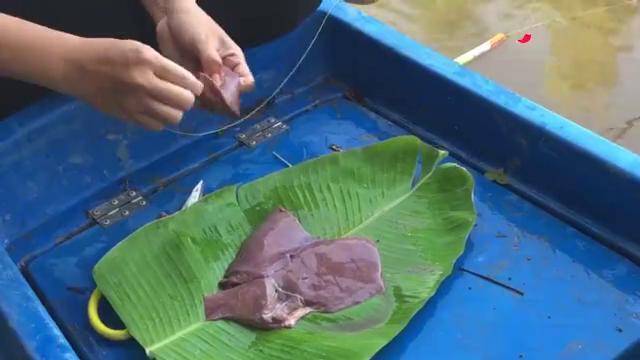 猪肝钓鱼 来自搜狐网