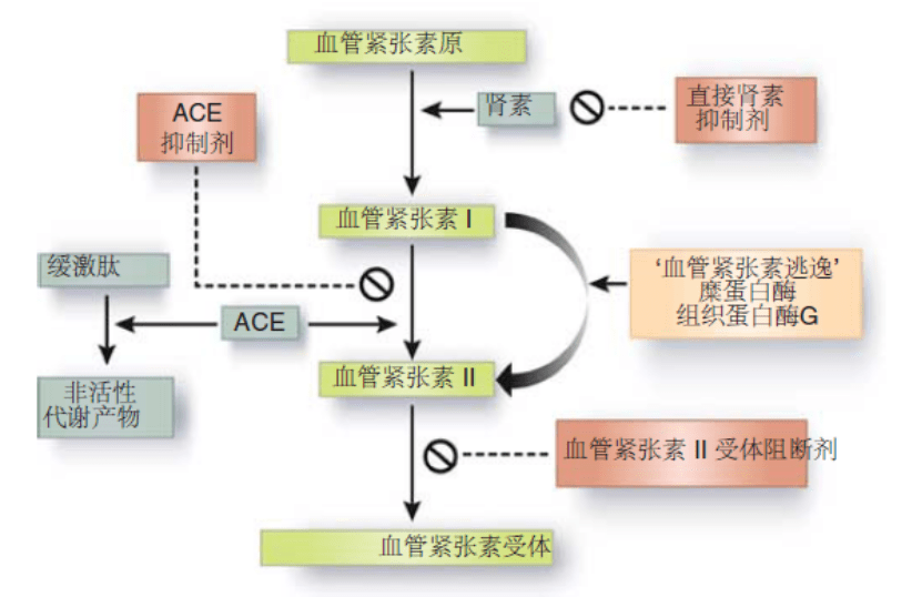 肾素-血管紧张素-醛固酮系统,ace血管紧张素转化酶最后,除了与ace抑制