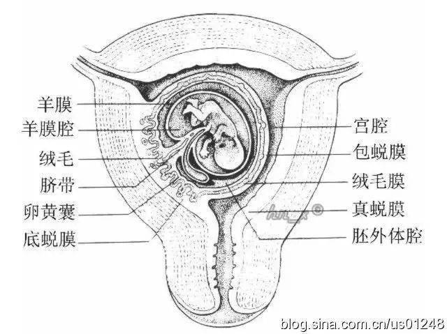 妇产科超声:胚胎着床位置及妊娠囊的超声表现,如何解读?