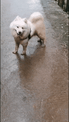 萨摩耶贪玩疯狂逃跑,主人为了追回直接崩了一身泥巴