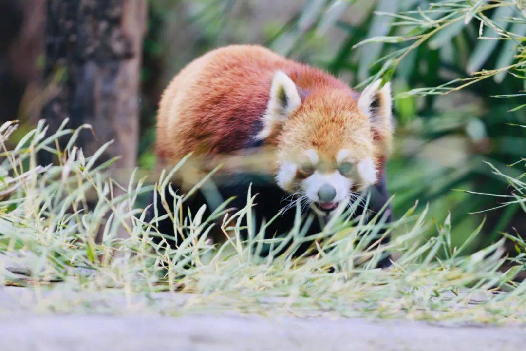 爱满英迈,春暖人心!英迈官宣新成员——红山森林动物园小熊猫"胖胖"