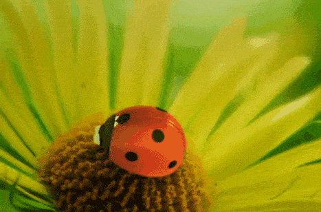 喊口令成群出动的蚂蚁们,幻想能快速飞驰的蜗牛,破茧成蝶的可爱毛