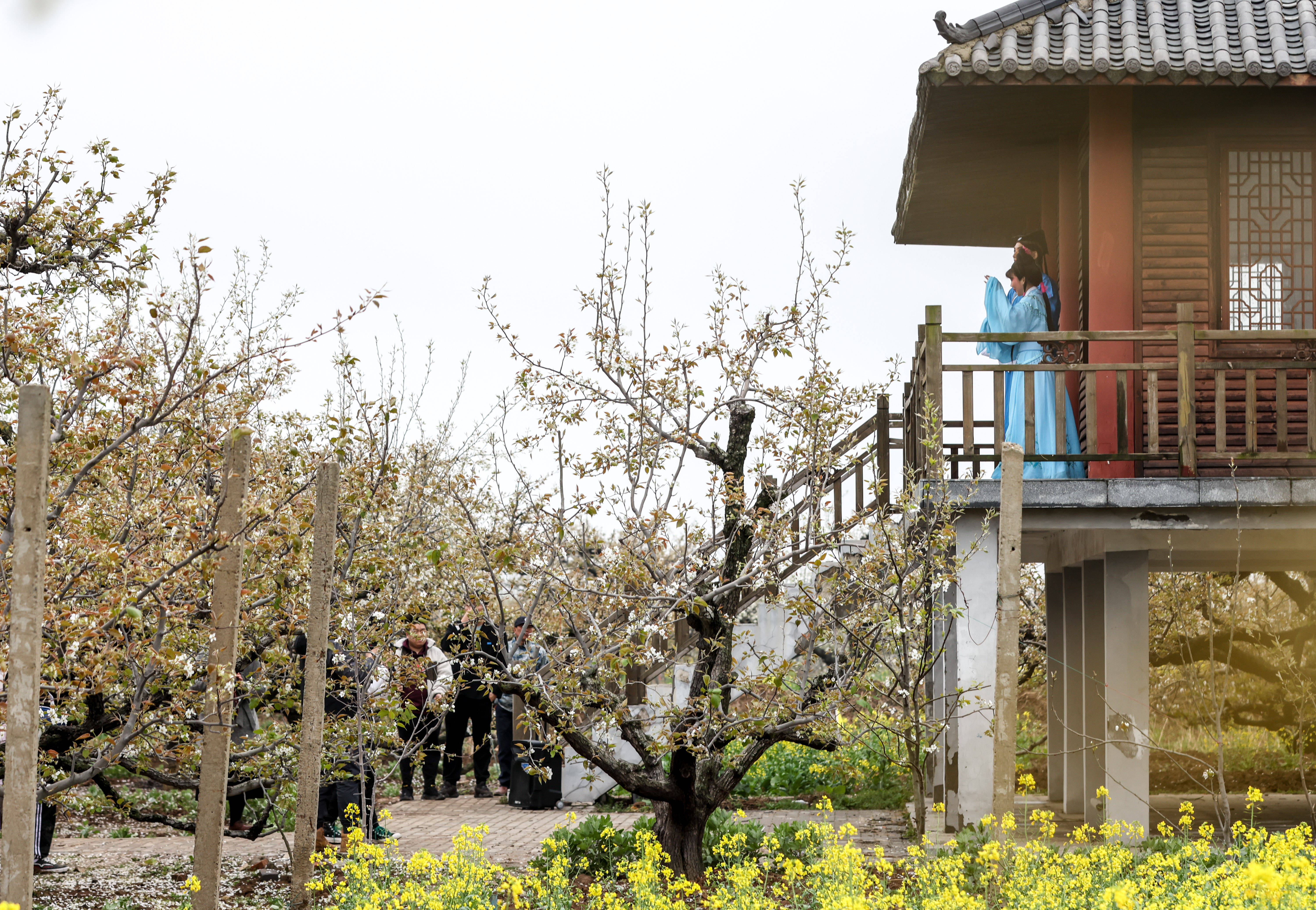 4月2日,游客在江苏省滨海县现代农业产业园区"梨花语"景区观看文艺