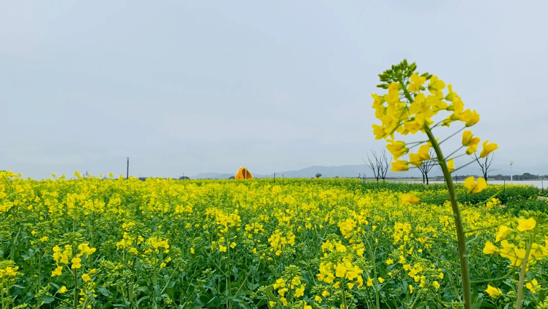 春景俏,四月天,下渚湖邀你清明踏青_风景区