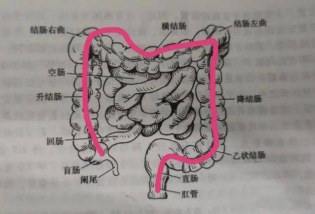 其中结肠又分为升结肠,横结肠,降结肠和乙状结肠4部分.