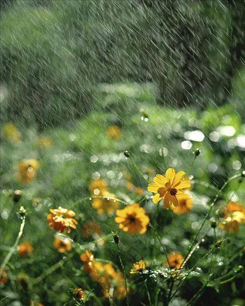 朝读美文夏磊又是一年清明日细雨纷纷思念绵绵