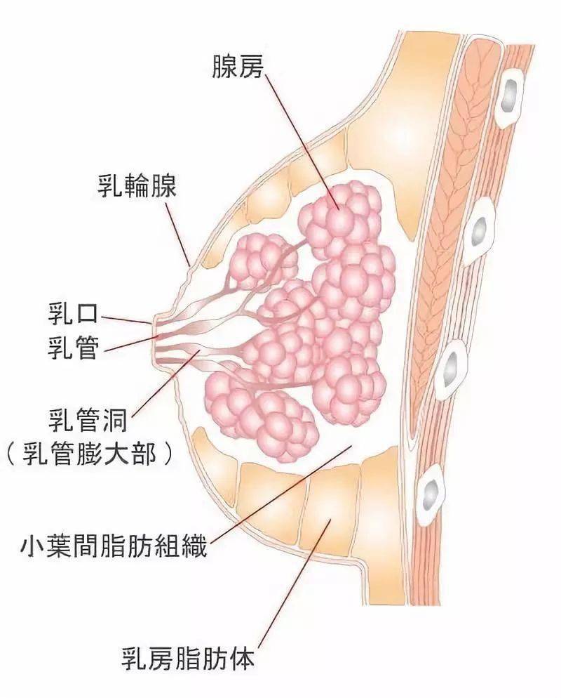 一,按摩不能"丰胸"