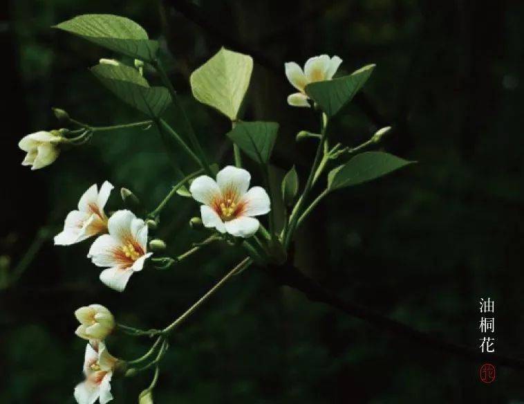 清明花信风桐花