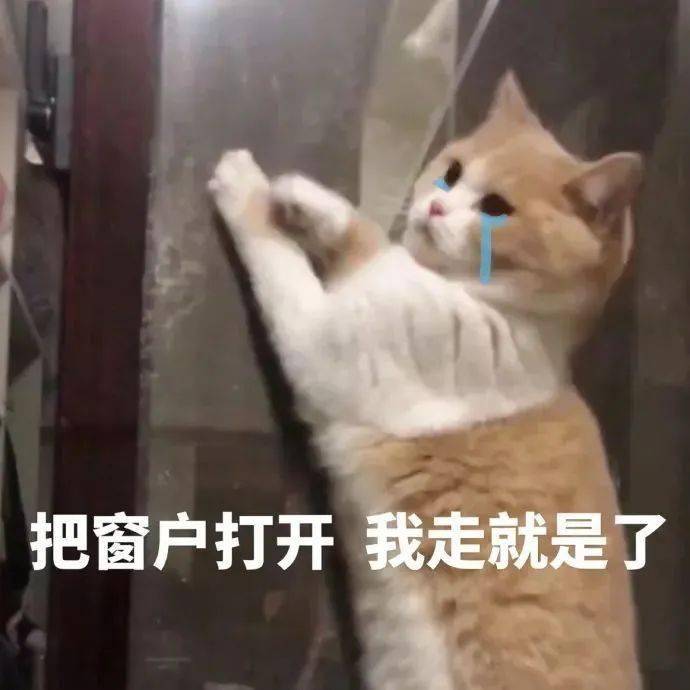 为了防止狗子拆家,想了个"馊主意" 猫每天趴在主人墓前:"喂,你还要藏