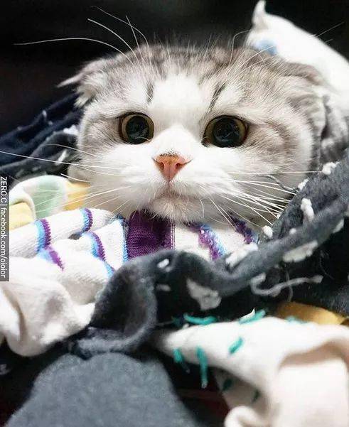 纸盒里露出一张小包子脸,太可爱啦!_猫咪