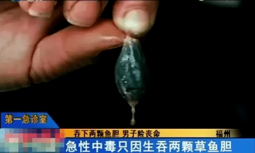 鱼胆  