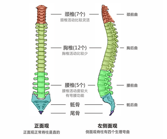 关注!东阳11岁女童拥有"s"型身材,医生却急了