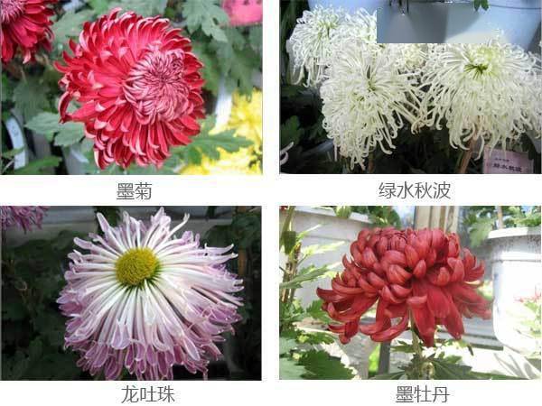 不同类型里的菊花又命名各种各样的品种名称.
