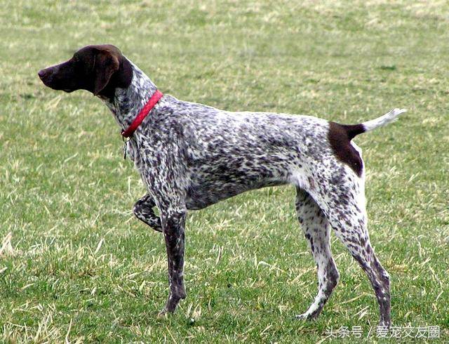 世界名犬,猎鸟犬中最古老的犬种,波音达猎犬