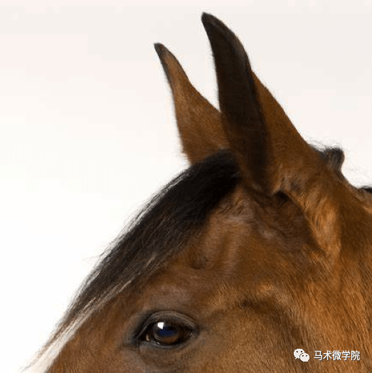 马的感觉二灵巧的耳朵