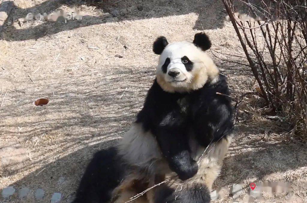 右园满前奇果 后园满西宁熊猫馆是目前国内最大的单体熊猫馆,也是