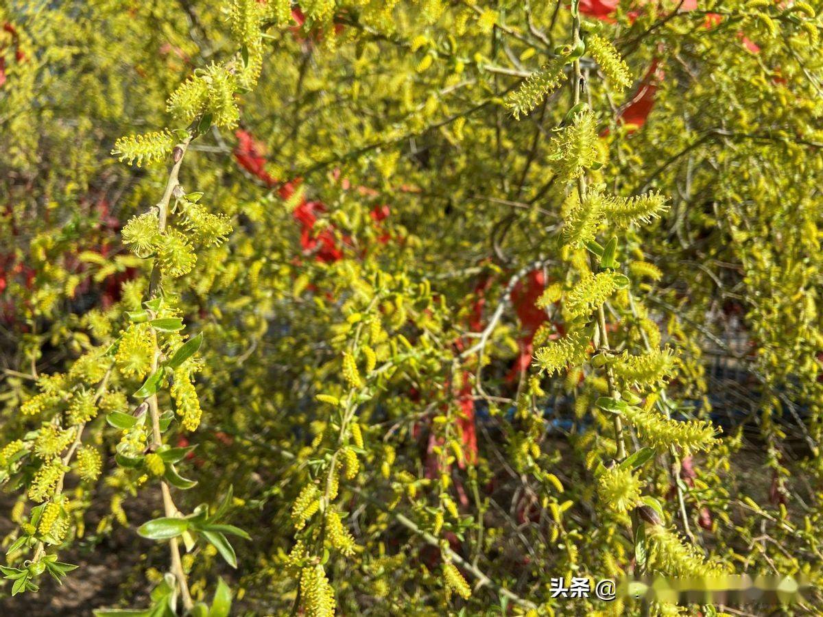 初春的绿树,这是要开花了吧它,就是这么高大【盛京龙柳三号】这棵树