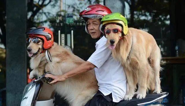 大爷给柴犬狗子带上了戴铁盆头盔,秒变表情包!