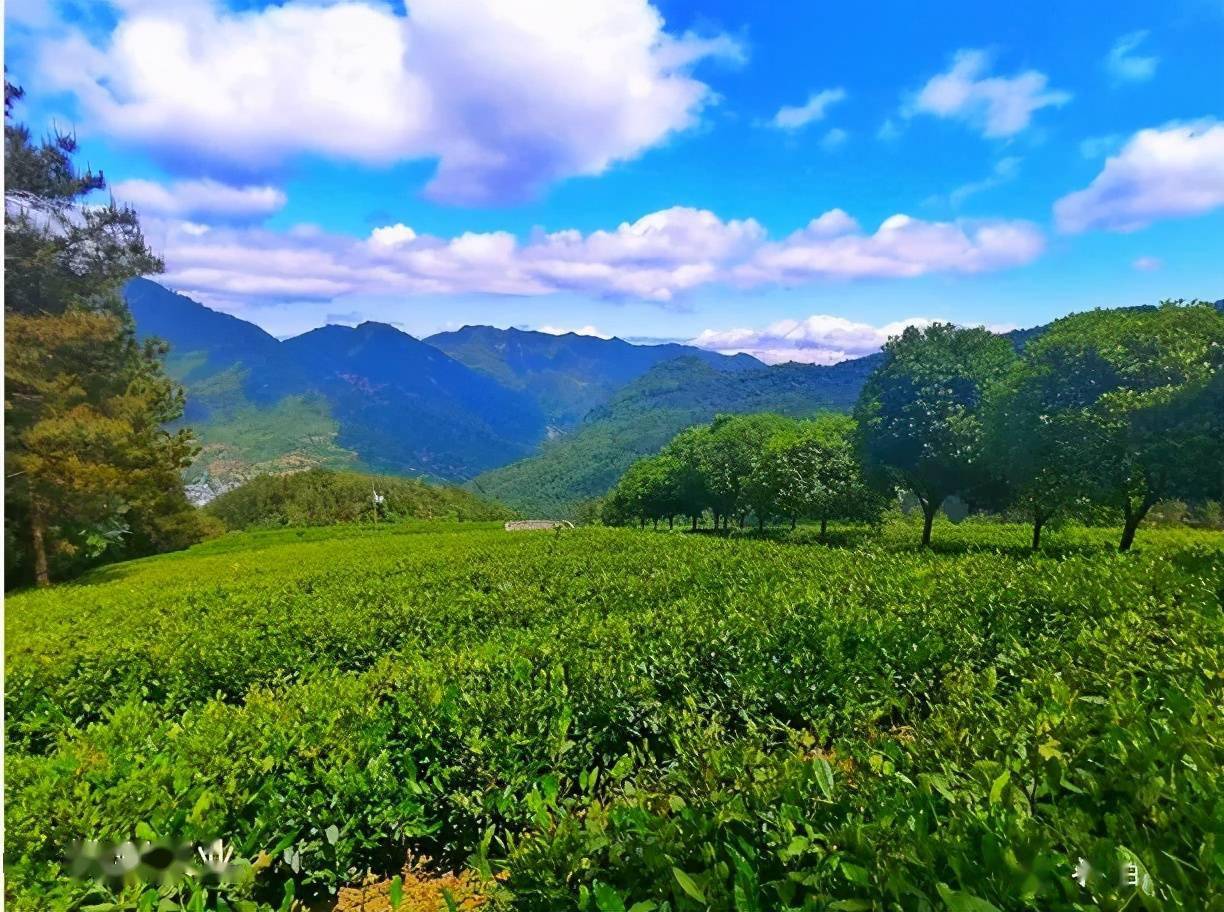 游旺苍万亩茶园,踏青品茗,每一口都是春天