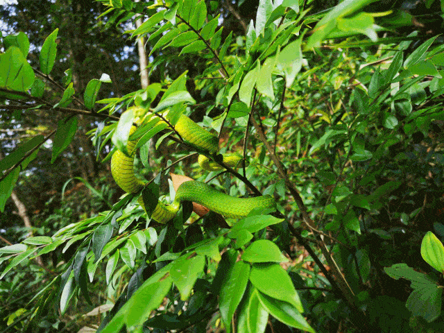 深圳毒蛇进入活跃期,每年超200人