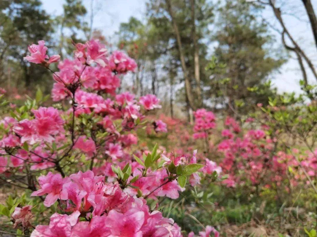 肥东百万株映山红进入盛花期!不要错过