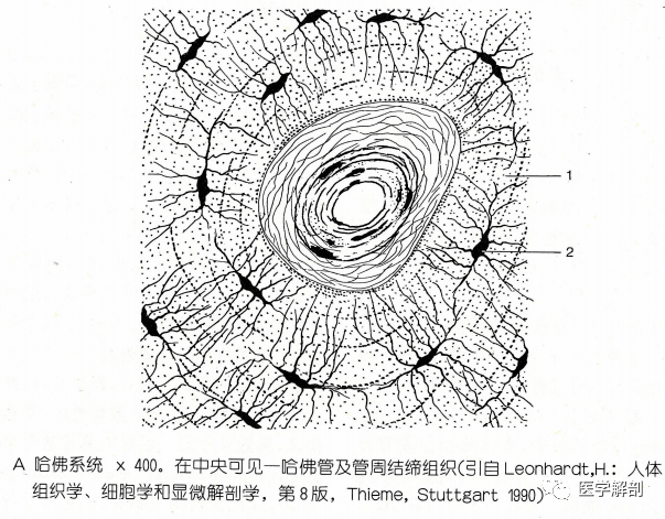 骨的营养来自骨膜.骨髓通过滋养孔(滋养动脉)获得营养.