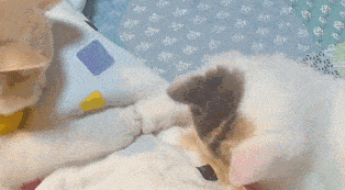 1分钟前 猫咪联合国,宰相,喵格格等111人觉得很赞 有喵青年:给我一个