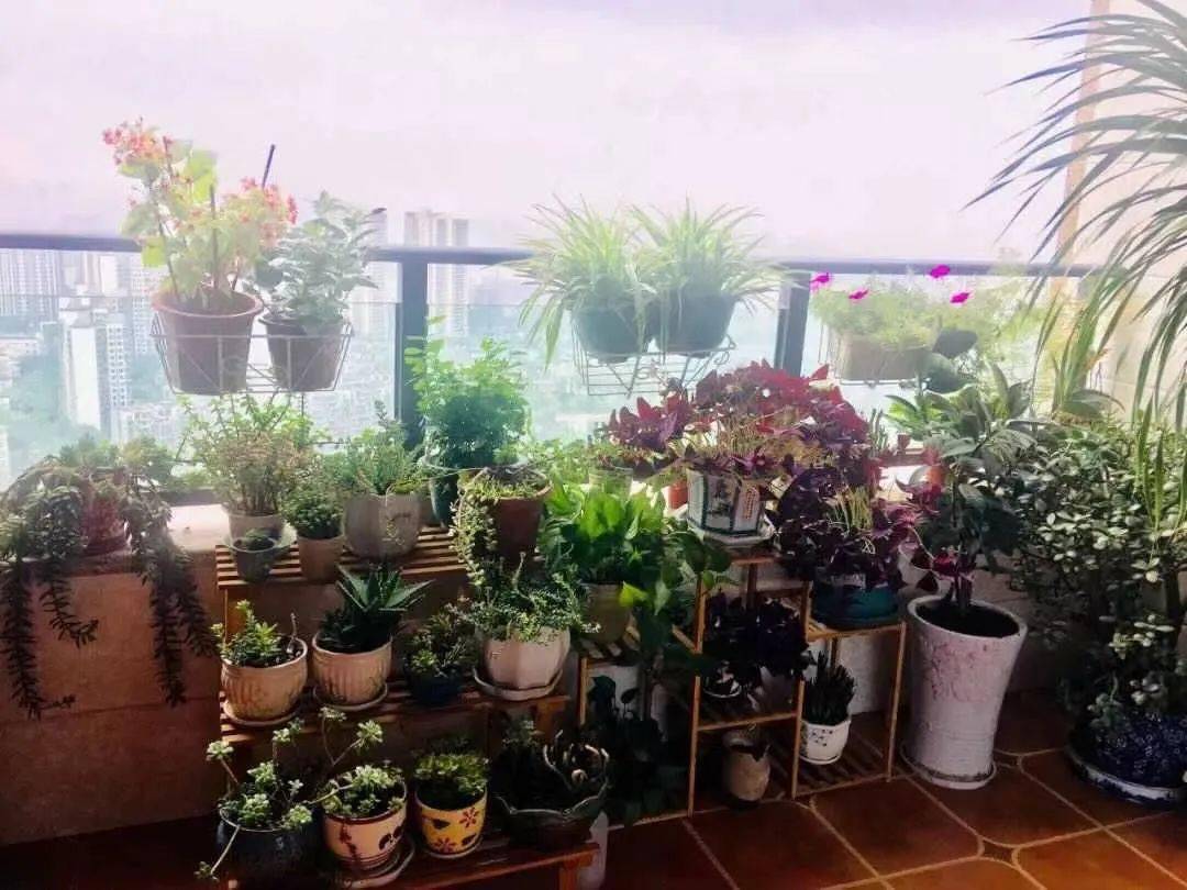 无病虫害,花木摆置得当,有盘托,安全,整齐,卫生,不因绿化美化阳台影响