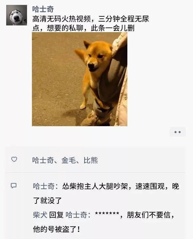 凌晨三点狗狗突然发了条朋友圈