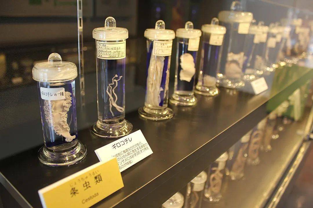 看看这些各式各样的寄生虫,仿佛能感同身受   laika ac / flickr