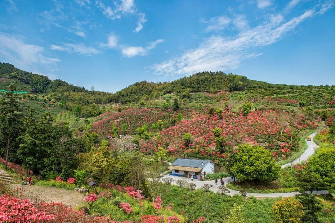 映山红了城山沟