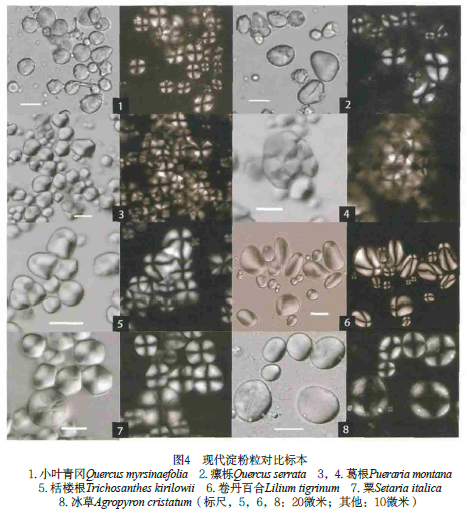 3%;出现率66.7%),是葛属植物的块根淀粉粒,发现在磨棒1和3件陶器上.