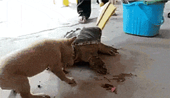 爆笑gif图:小伙,你是新郎?我怎么看照片上不是你