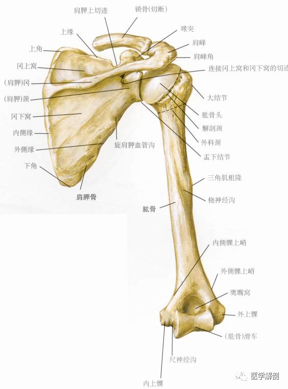 填图题 | 肱骨和肩胛骨:后面观_解剖