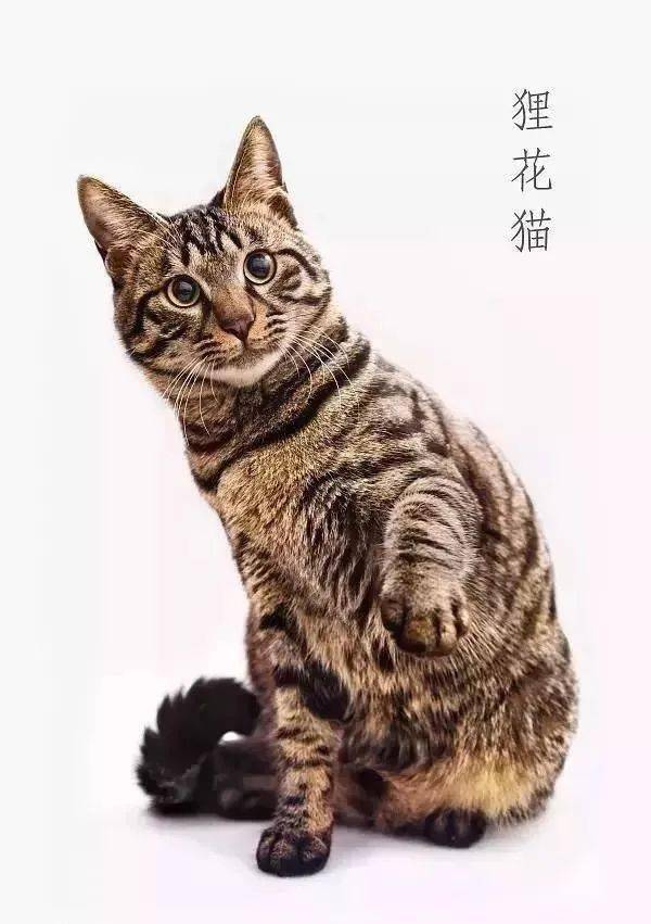 被cfa认证除名的中国狸花猫到底有多优秀