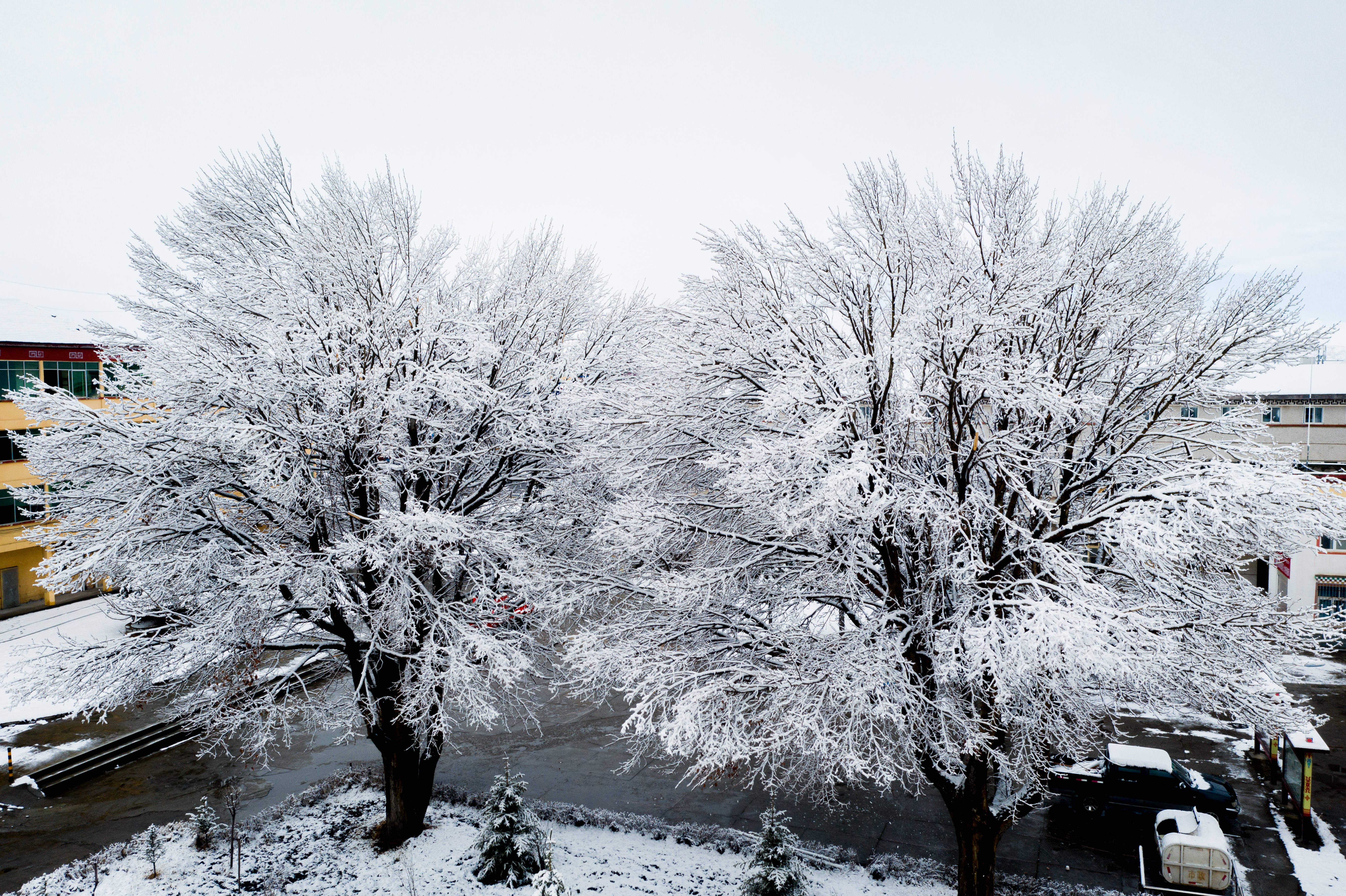 红原春雪遇白杨泼墨山水恰此时