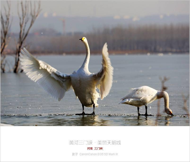 三门峡天鹅湖