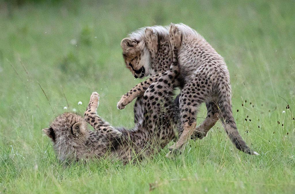 家有熊孩子!肯尼亚猎豹幼崽上蹿下跳化身"功夫宝宝"