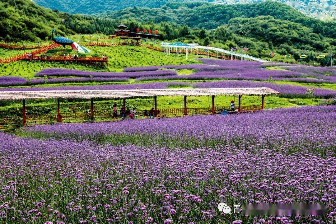 七里寺花海(民和)