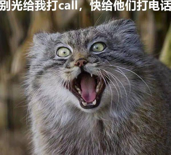 猫中炸毛精,行走表情包,这种猫是?