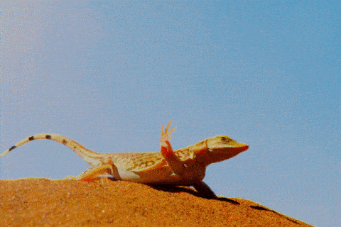 小蜥蜴的舞姿 它轮番抬起四足,用尾巴保持平衡.