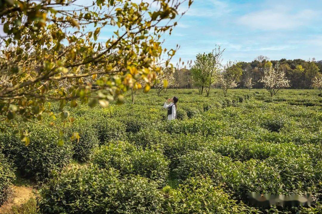 这个"又仙又美"的茶园,藏不住了!