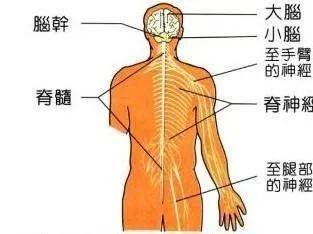 【885|名医热线】春季胸腰部疼痛,小心"蛇"缠身&常见的神经卡压综合征