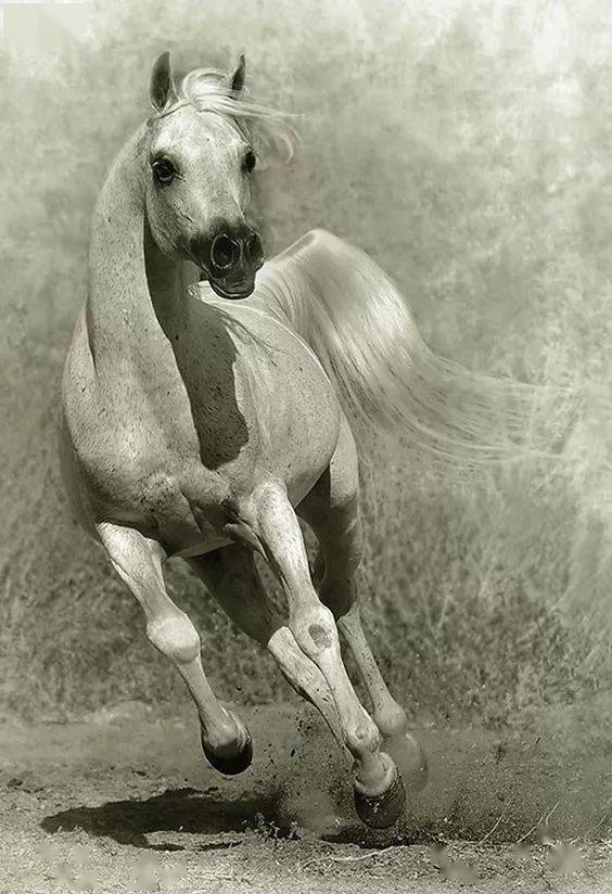 巴黎艺术家的彩铅马,还以为是照片,大开眼界了!