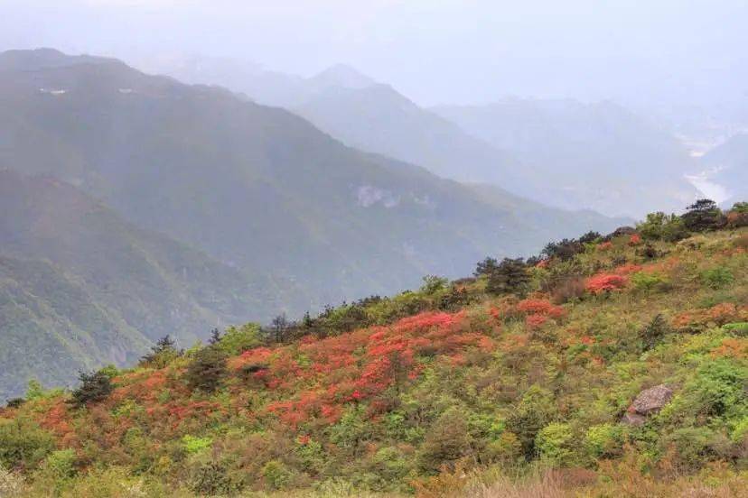 天台大雷山,漫山遍野映山红已盛开