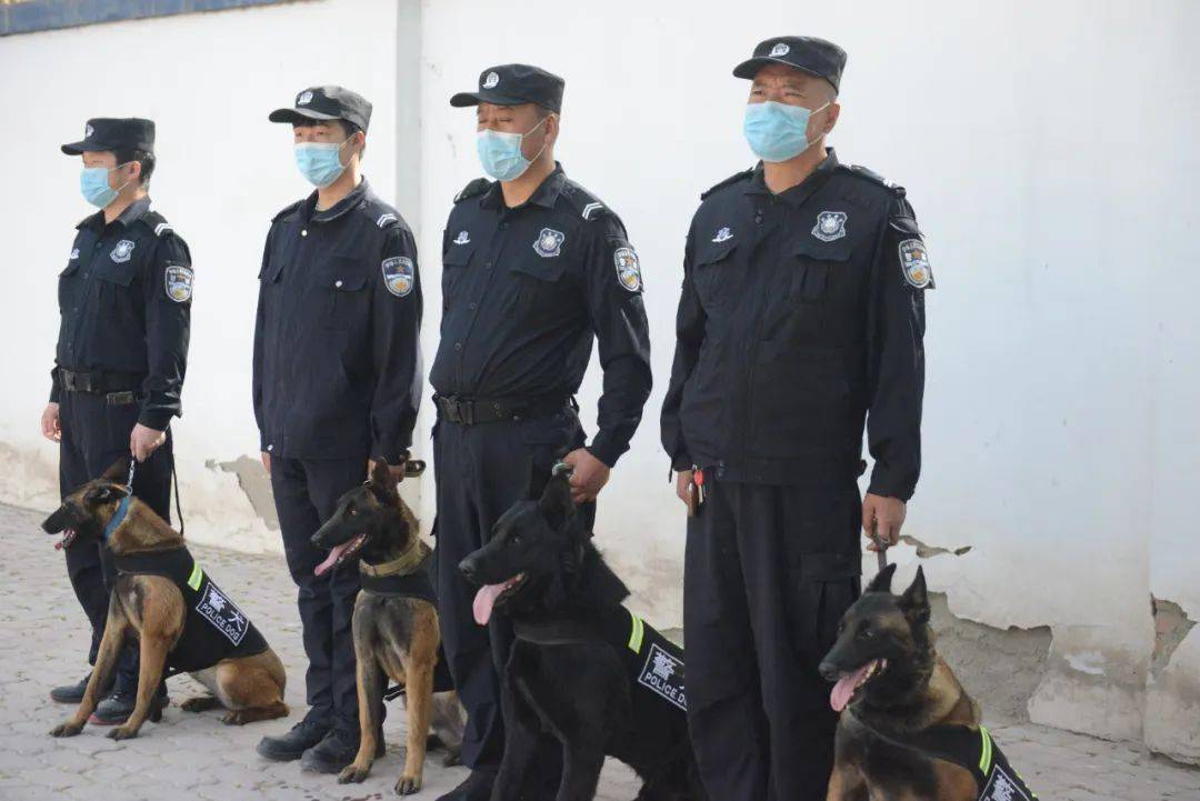 现有警犬13只,德国牧羊犬,史宾格,马犬,拉布拉多等名犬赫然在列,拥有